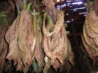 Tobacco Farm17.jpg